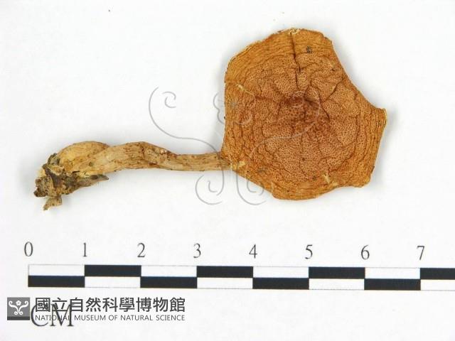 登錄號:F0016339藏品圖，第3張