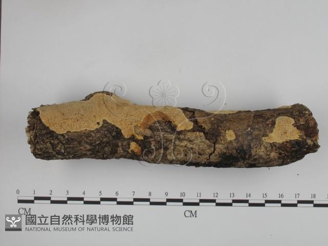 登錄號:F0001339藏品圖，第3張
