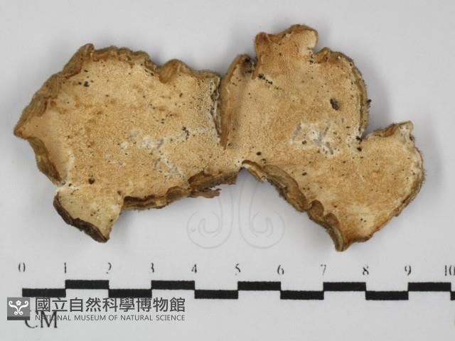 登錄號:F0031339藏品圖，第3張