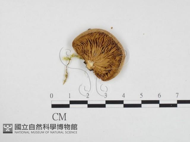 登錄號:F0024339藏品圖，第3張