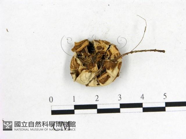 登錄號:F0004339藏品圖，第3張