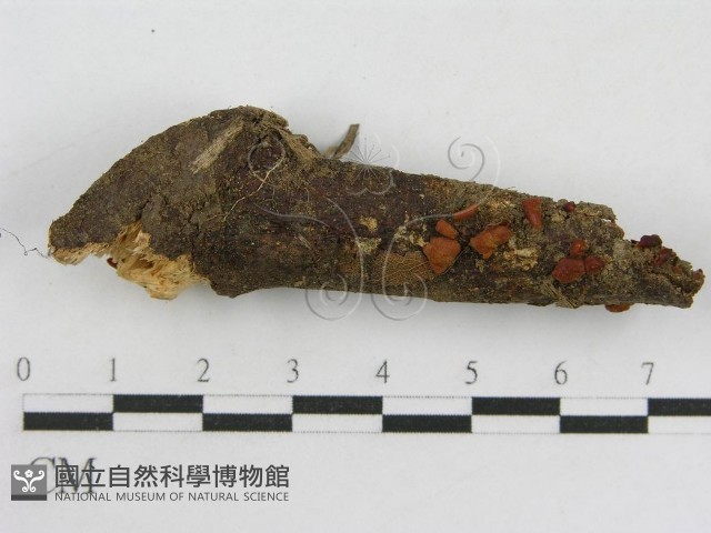登錄號:F0014339藏品圖，第3張