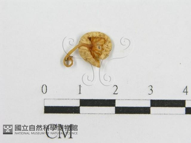 微皮傘屬藏品圖，第3張