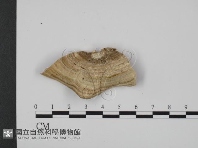 登錄號:F0007339藏品圖，第3張