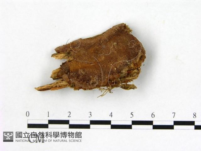 登錄號:F0017339藏品圖，第1張