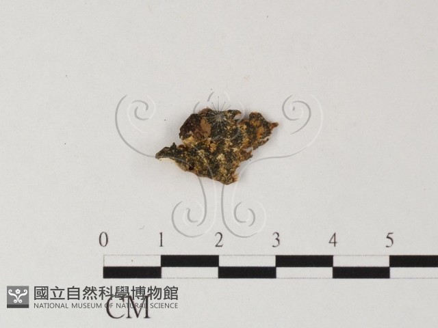 齒菌屬藏品圖，第3張