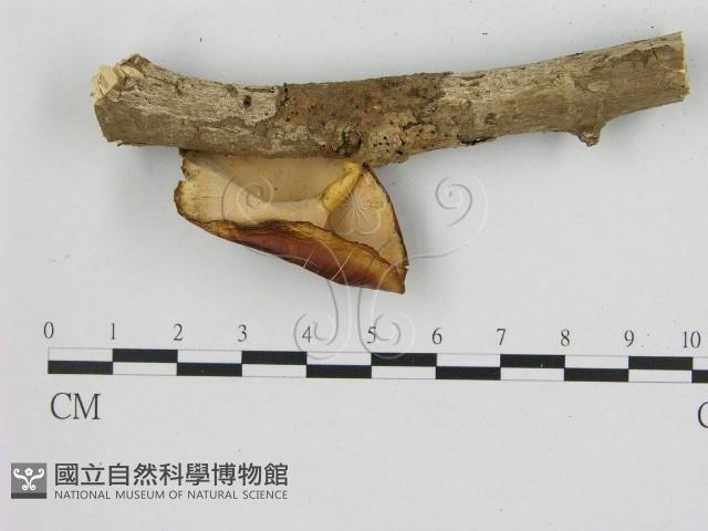 登錄號:F0005339藏品圖，第3張