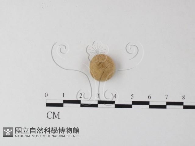 登錄號:F0023339藏品圖，第3張