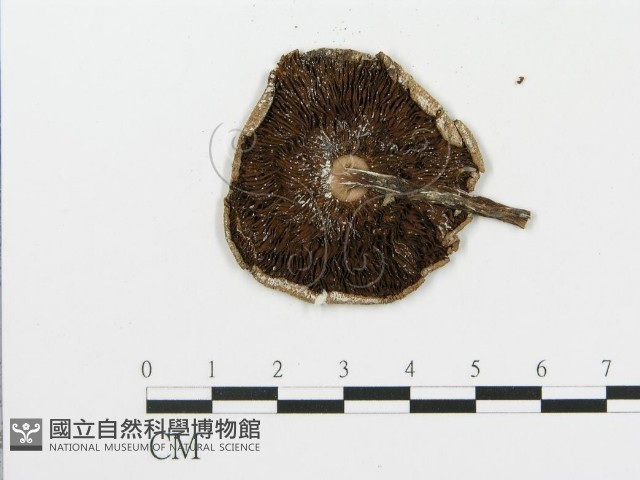 登錄號:F0003339藏品圖，第3張
