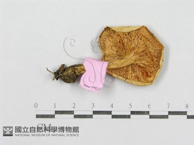 紅菇屬藏品圖，第3張