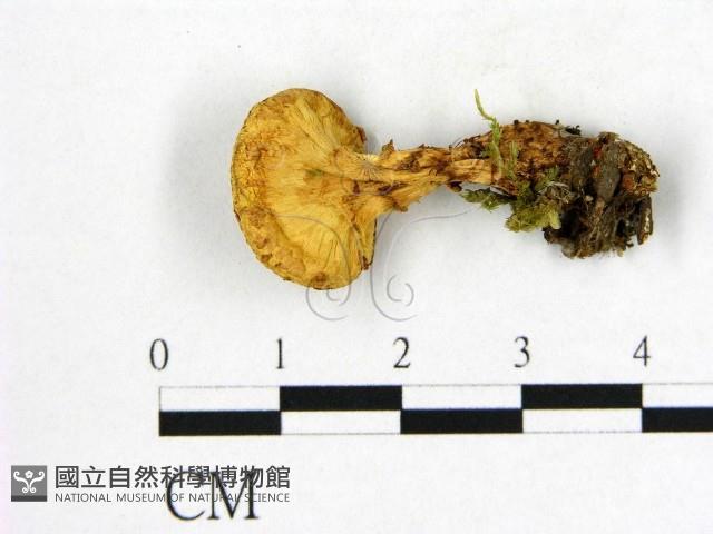 登錄號:F0020279藏品圖，第3張