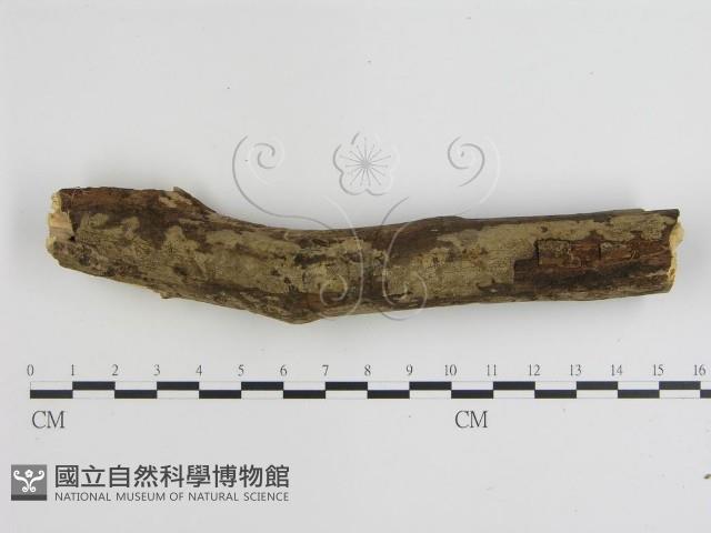 登錄號:F0000279藏品圖，第3張