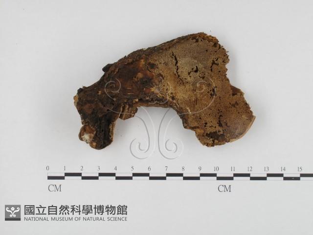 登錄號:F0010279藏品圖，第3張