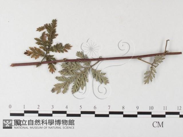 登錄號:F0026279藏品圖，第1張