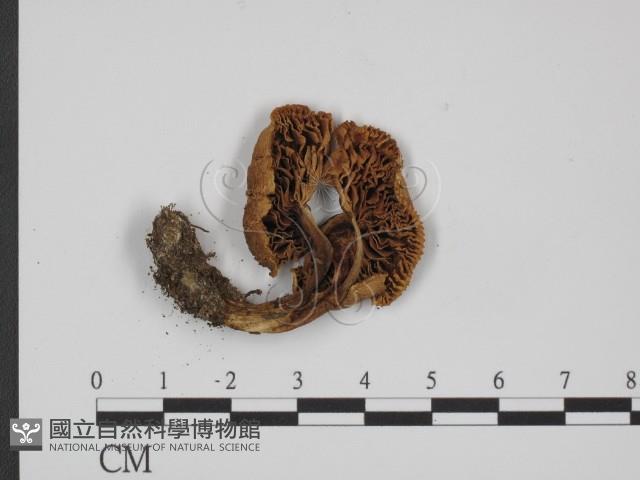 登錄號:F0016279藏品圖，第3張