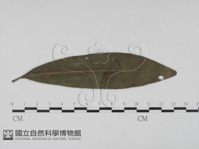 登錄號:F0021279藏品圖，第3張