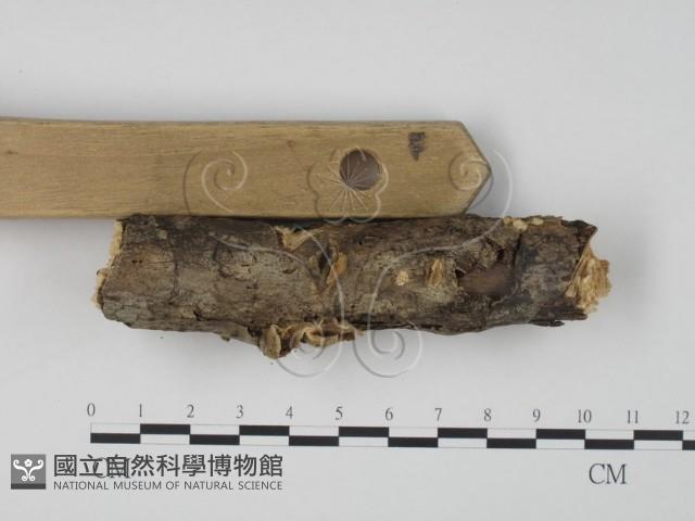 雲芝藏品圖，第3張