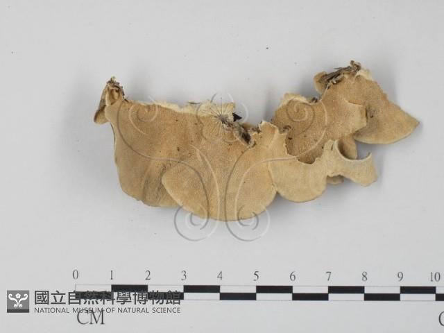 雲芝藏品圖，第3張