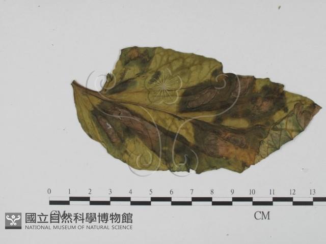 登錄號:F0012279藏品圖，第3張