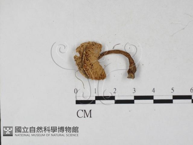 登錄號:F0027279藏品圖，第3張