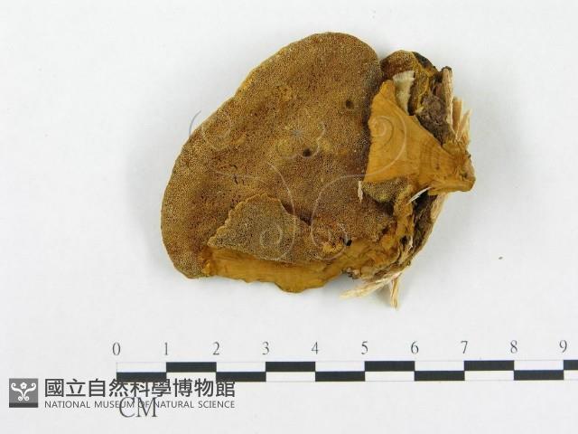 登錄號:F0017279藏品圖，第1張