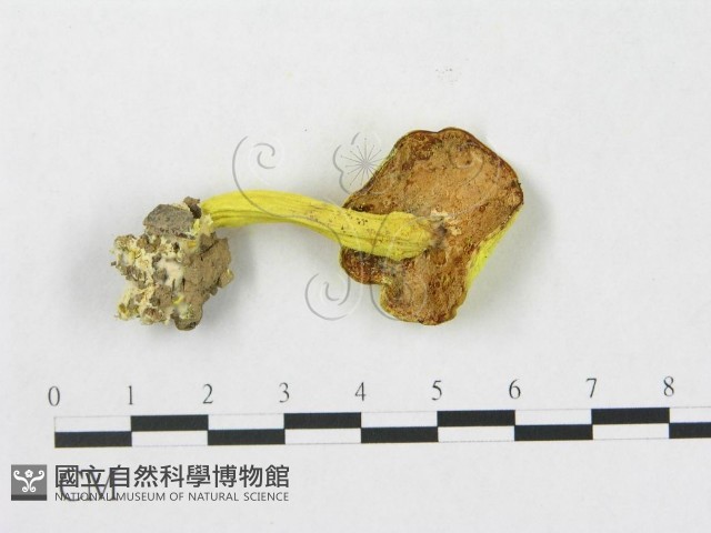 登錄號:F0005279藏品圖，第3張
