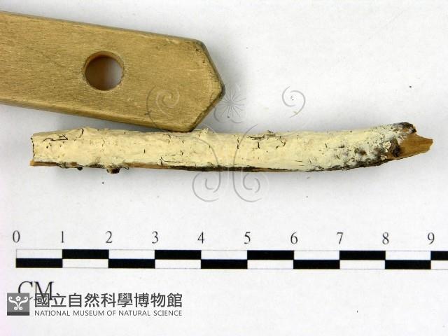 登錄號:F0015279藏品圖，第3張