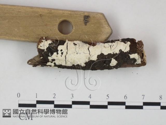 射脈菌屬藏品圖，第3張