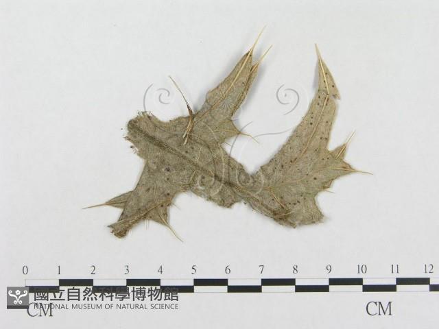 登錄號:F0019279藏品圖，第1張