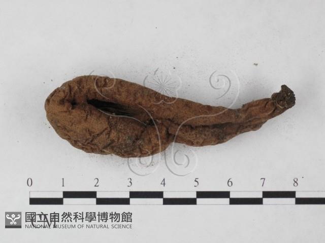 炭角菌屬藏品圖，第3張