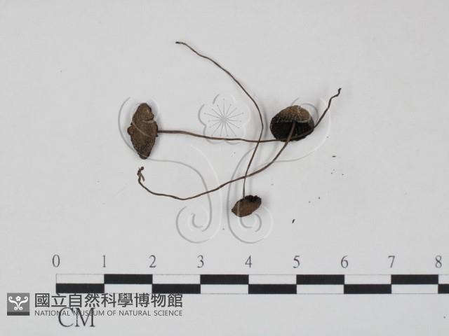 登錄號:F0003279藏品圖，第3張