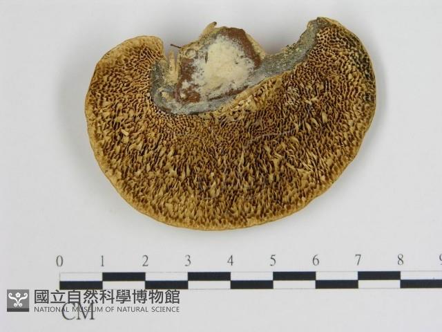 登錄號:F0018879藏品圖，第1張