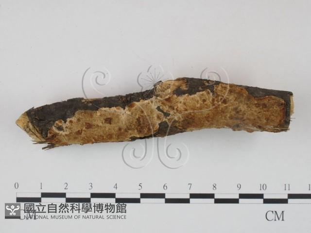 登錄號:F0020879藏品圖，第3張