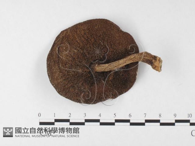 登錄號:F0026879藏品圖，第3張