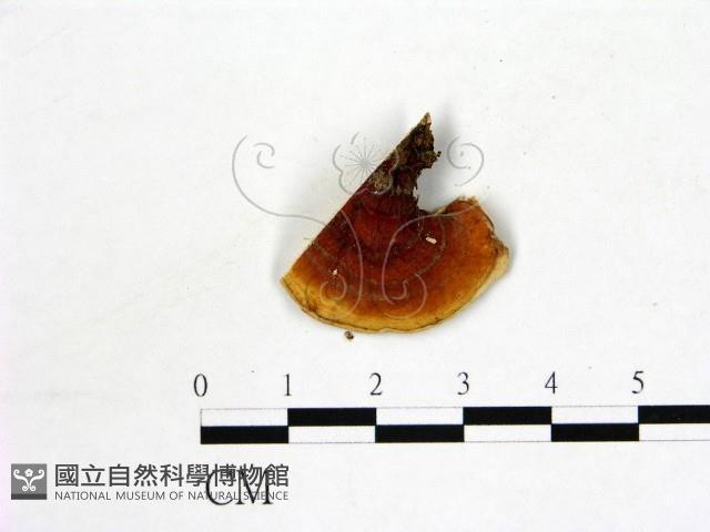 登錄號:F0006879藏品圖，第3張