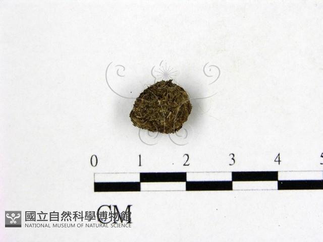 登錄號:F0016879藏品圖，第3張