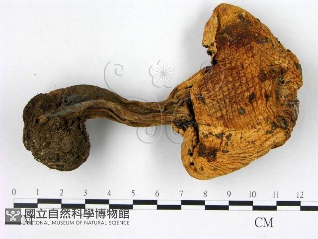 登錄號:F0021879藏品圖，第3張