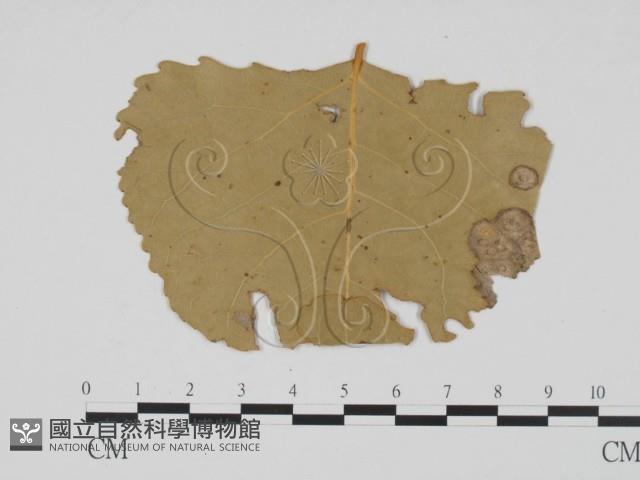 登錄號:F0011879藏品圖，第3張