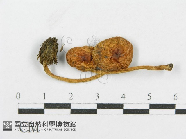 登錄號:F0004879藏品圖，第3張