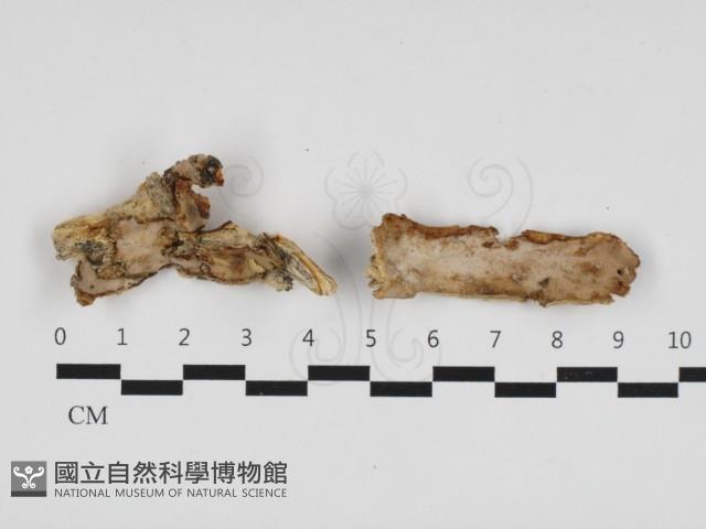 登錄號:F0032879藏品圖，第1張