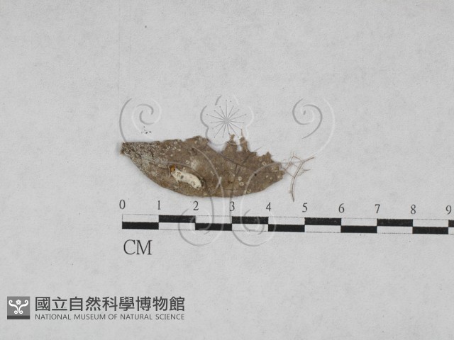 登錄號:F0027879藏品圖，第1張