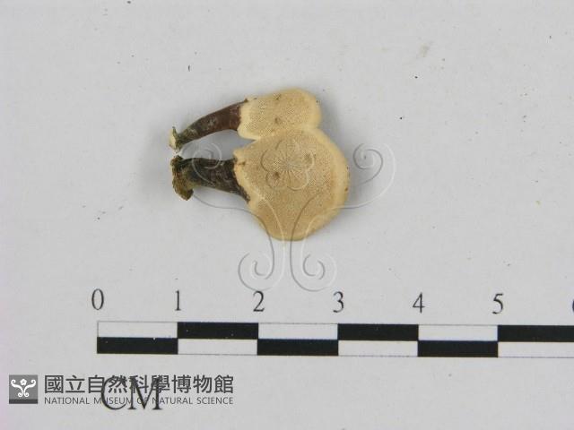 相鄰小孔菌藏品圖，第3張