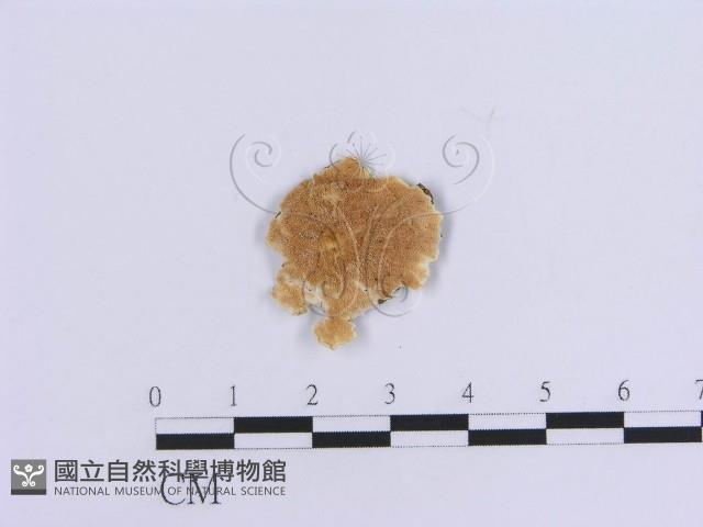 登錄號:F0017879藏品圖，第1張