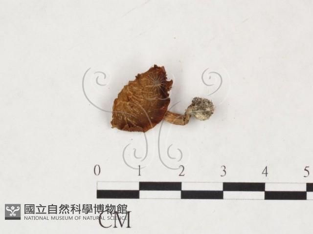 登錄號:F0025879藏品圖，第3張