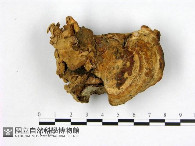 登錄號:F0019879藏品圖，第3張