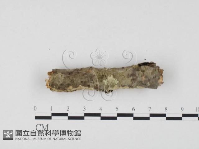 冇骨消絲齒菌藏品圖，第3張