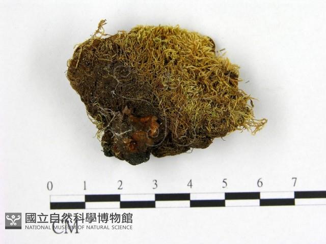 登錄號:F0003879藏品圖，第3張