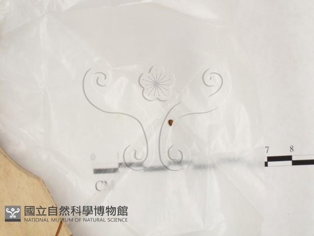 登錄號:F0013879藏品圖，第3張
