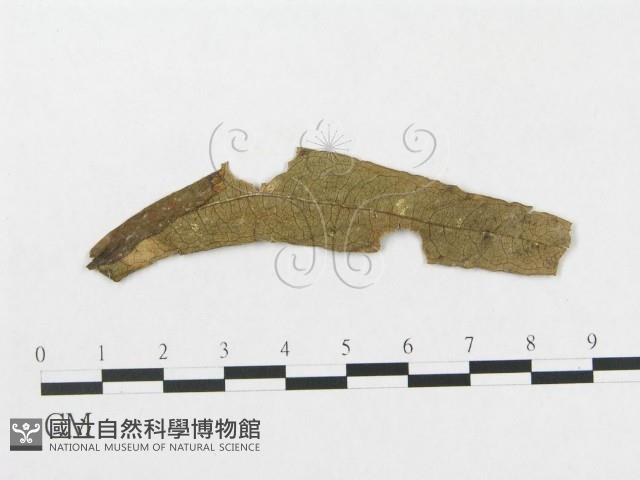 登錄號:F0018979藏品圖，第1張