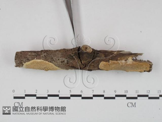 登錄號:F0020979藏品圖，第3張